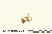 藏品(雉尾苔屬)的圖片